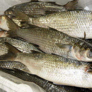 Fish mullet/kg