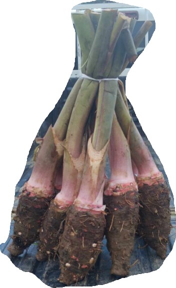 Fresh produce combo: dalo, rourou, coconuts